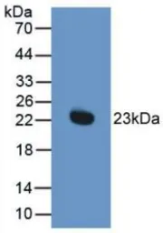 Rat Interferon alpha 1 protein, His tag. GTX00372-pro