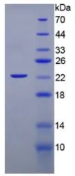 Rat Interferon alpha 1 protein, His tag. GTX00372-pro