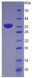 Rat CTGF protein, His tag (active). GTX00375-pro