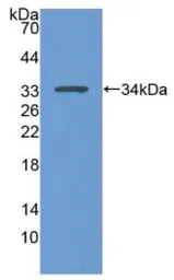 Rat p53 protein, His tag. GTX00376-pro