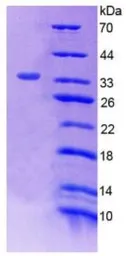 Rat p53 protein, His tag. GTX00376-pro