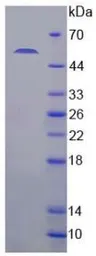 Rat Klotho protein, His tag. GTX00378-pro