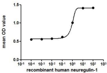 Human Neuregulin-1 protein, His tag (active). GTX00417-pro