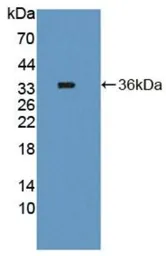 Human Thymidylate synthase protein, His tag. GTX00420-pro