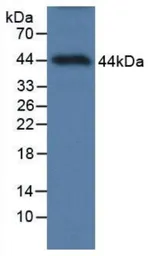 Human Amphiregulin protein, His and GST tag. GTX00421-pro