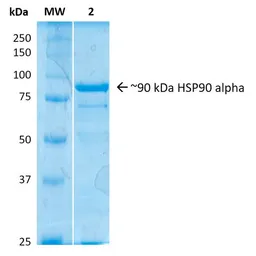 Human Hsp90 alpha protein. GTX00441-pro