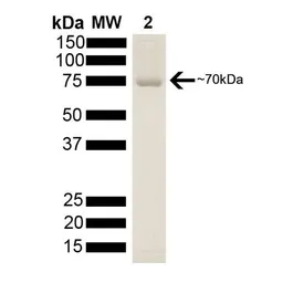 Human Hsp70 protein, His tag (active). GTX00446-pro