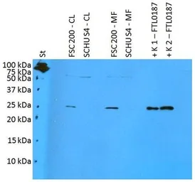 Anti-F. t. holarctica FTL0187 antibody [PAb (196)] used in Western Blot (WB). GTX00495