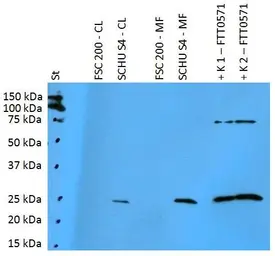 Anti-F. t. tularensis FTT0571 antibody [PAb (181)] used in Western Blot (WB). GTX00501