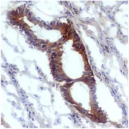 Anti-Nitrotyrosine antibody [EM-30] used in IHC (Frozen sections) (IHC-Fr). GTX00504