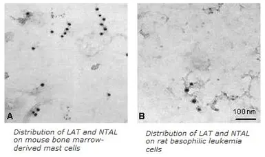 Anti-NTAL antibody [PAb (487)] used in Immunocytochemistry/ Immunofluorescence (ICC/IF). GTX00531
