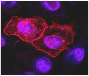 Anti-DR4 antibody [DR-4-02] used in Immunocytochemistry/ Immunofluorescence (ICC/IF). GTX00590