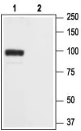 Anti-GluR2 antibody used in Western Blot (WB). GTX00632