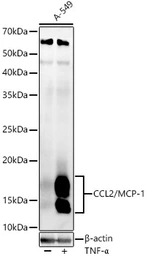 Anti-MCP1 / CCL2 antibody used in Western Blot (WB). GTX00641