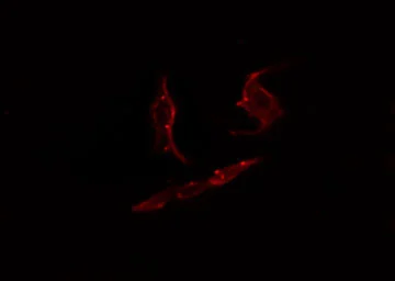 Anti-PARD3 antibody used in Immunocytochemistry/ Immunofluorescence (ICC/IF). GTX00653