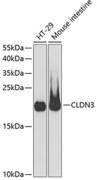 Anti-Claudin 3 antibody used in Western Blot (WB). GTX00665