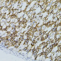 Anti-Claudin 3 antibody used in IHC (Paraffin sections) (IHC-P). GTX00665