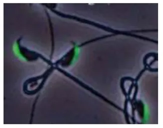 Anti-IZUMO1 antibody [#125] used in Immunocytochemistry/ Immunofluorescence (ICC/IF). GTX00689