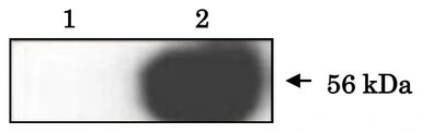 Anti-IZUMO1 antibody [#125] used in Immunoprecipitation (IP). GTX00689