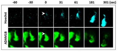 Anti-ADAM1B antibody [#57] used in Immunocytochemistry/ Immunofluorescence (ICC/IF). GTX00691