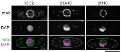 Anti-NUP98 antibody [13C2] used in Immunocytochemistry/ Immunofluorescence (ICC/IF). GTX00693