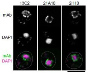 Anti-NUP98 antibody [13C2] used in Immunocytochemistry/ Immunofluorescence (ICC/IF). GTX00693