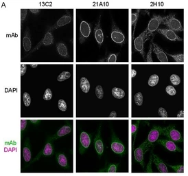 Anti-NUP98 antibody [13C2] used in Immunocytochemistry/ Immunofluorescence (ICC/IF). GTX00693