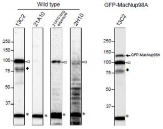 Anti-NUP98 antibody [13C2] used in Western Blot (WB). GTX00693