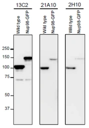 Anti-NUP98 antibody [13C2] used in Western Blot (WB). GTX00693
