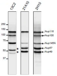 Anti-NUP98 antibody [13C2] used in Western Blot (WB). GTX00693
