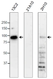 Anti-NUP98 antibody [13C2] used in Western Blot (WB). GTX00693