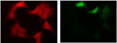 Anti-GFP antibody [1A5] used in Immunocytochemistry/ Immunofluorescence (ICC/IF). GTX00694
