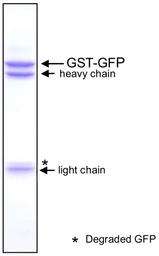 Anti-GFP antibody [1A5] used in Immunoprecipitation (IP). GTX00694
