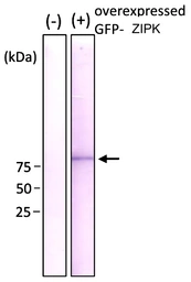 Anti-GFP antibody [1A5] used in Western Blot (WB). GTX00694