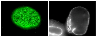 Anti-Nucleoporin p62 antibody [2A11] used in Immunocytochemistry/ Immunofluorescence (ICC/IF). GTX00696
