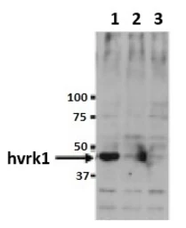 Anti-VRK1 antibody [5D1] used in Western Blot (WB). GTX00703