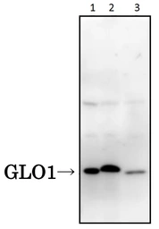 Anti-Glyoxalase I antibody [6F10] used in Western Blot (WB). GTX00705