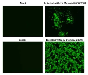 Anti-Influenza B virus Nucleoprotein antibody [8C8] used in Immunocytochemistry/ Immunofluorescence (ICC/IF). GTX00707