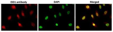 Anti-EID1 antibody [26] used in Immunocytochemistry/ Immunofluorescence (ICC/IF). GTX00710