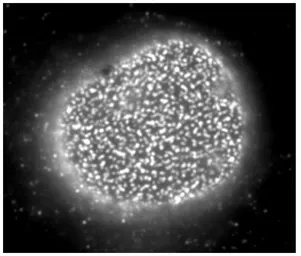 Anti-Nup153 antibody [R4C8] used in Immunocytochemistry/ Immunofluorescence (ICC/IF). GTX00714