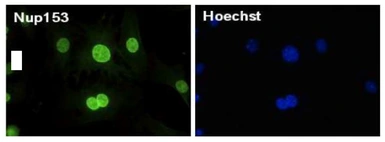 Anti-Nup153 antibody [R4C8] used in Immunocytochemistry/ Immunofluorescence (ICC/IF). GTX00714