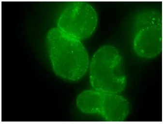 Anti-Nup153 antibody [R4C8] used in Immunocytochemistry/ Immunofluorescence (ICC/IF). GTX00714