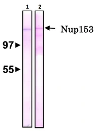 Anti-Nup153 antibody [R4C8] used in Western Blot (WB). GTX00714