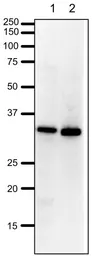 Anti-PCNA antibody used in Western Blot (WB). GTX00723