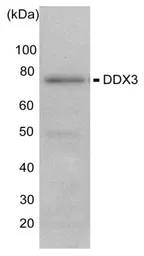 Anti-DDX3 antibody used in Western Blot (WB). GTX00724