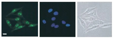 Anti-DDX47 antibody used in Immunocytochemistry/ Immunofluorescence (ICC/IF). GTX00726
