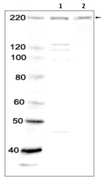 Anti-BRG1 antibody used in Western Blot (WB). GTX00727