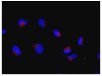 Anti-Rag C antibody used in Immunocytochemistry/ Immunofluorescence (ICC/IF). GTX00731