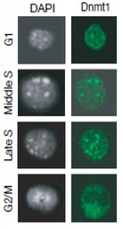 Anti-DNMT1 antibody used in Immunocytochemistry/ Immunofluorescence (ICC/IF). GTX00734