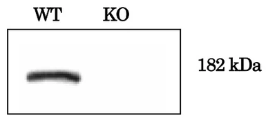 Anti-DNMT1 antibody used in Western Blot (WB). GTX00734